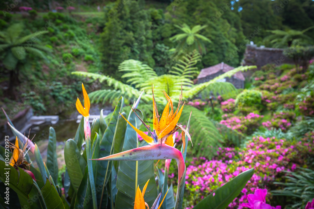 Garden on Sao Miguel island, Azores. It is located in the midst