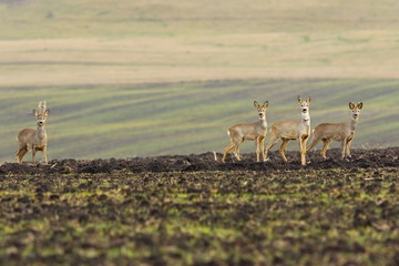 Fotobehang Ree Kudde reeën op landbouwveld  © taviphoto