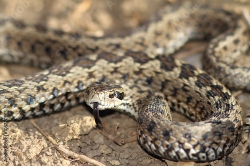 male meadow viper ready to strike