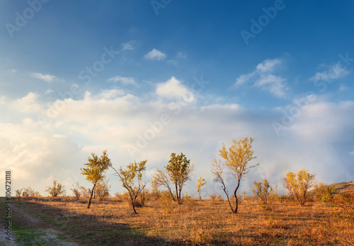 Lonely trees with yellow le...