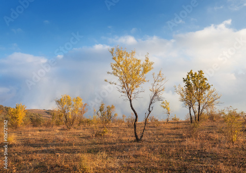 Lonely trees with yellow le...