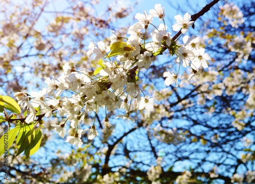 White Spring blossom against a blue sky. 