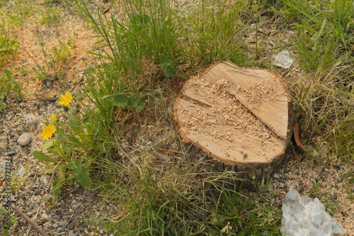 ceppo di albero tagliato