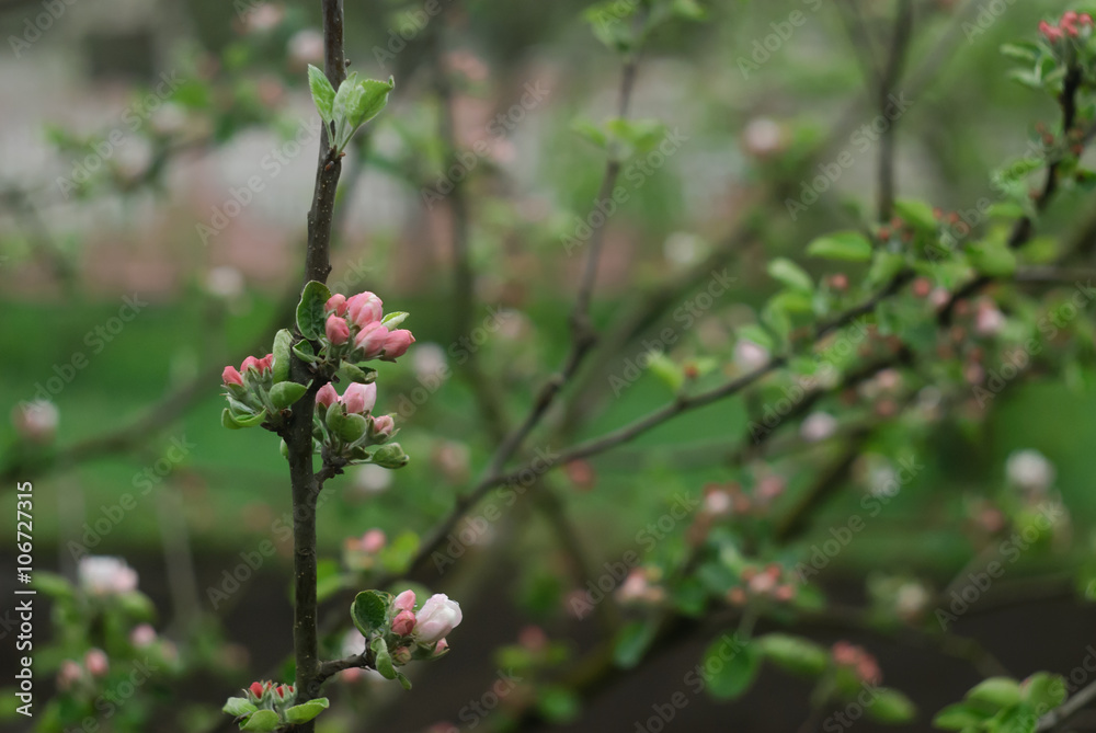 branch of a blossoming apple tree on garden background branch of a blossoming apple tree on garden background