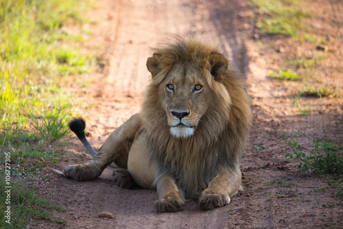 Big lion on  the african savannah in Tanzania