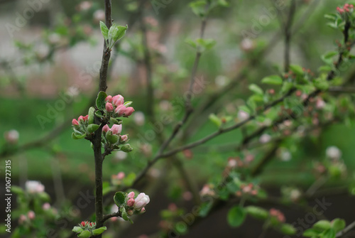  branch of a blossoming apple tree on garden background