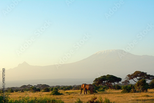 African elephant and the Kilimanjaro, Amboseli National Park, Ke photo