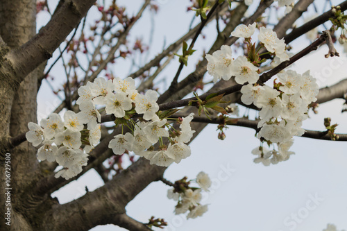 ramo con fiori di ciliegio photo