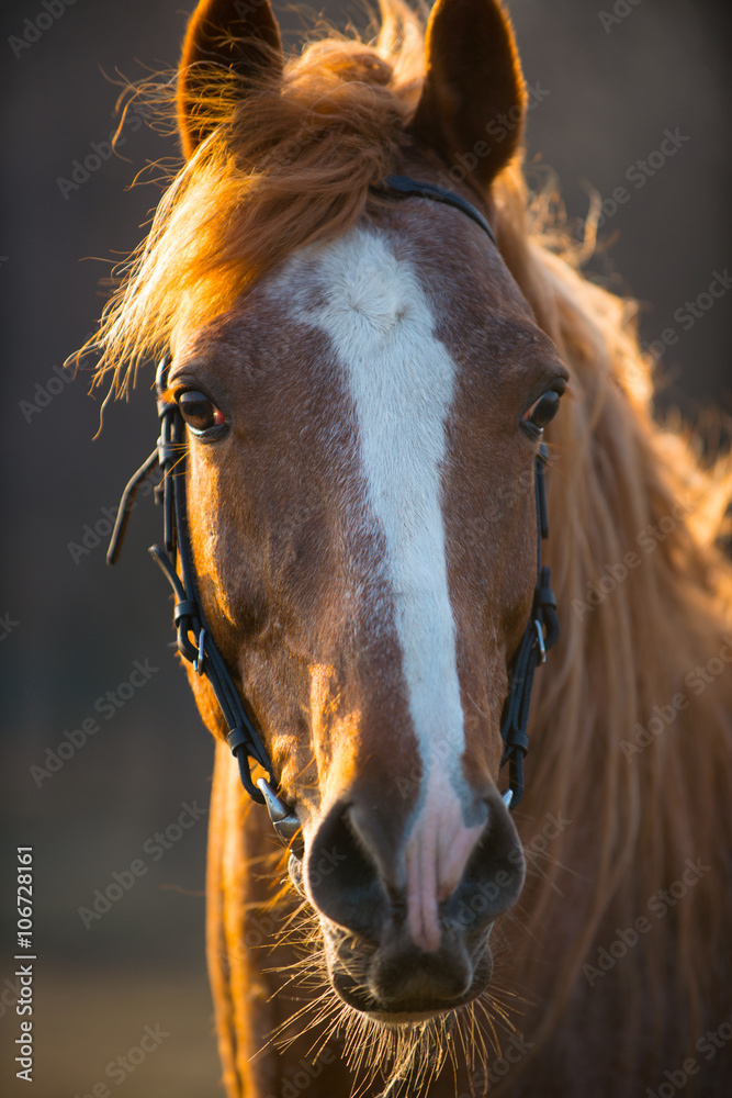 Naklejka premium horse at sunset.