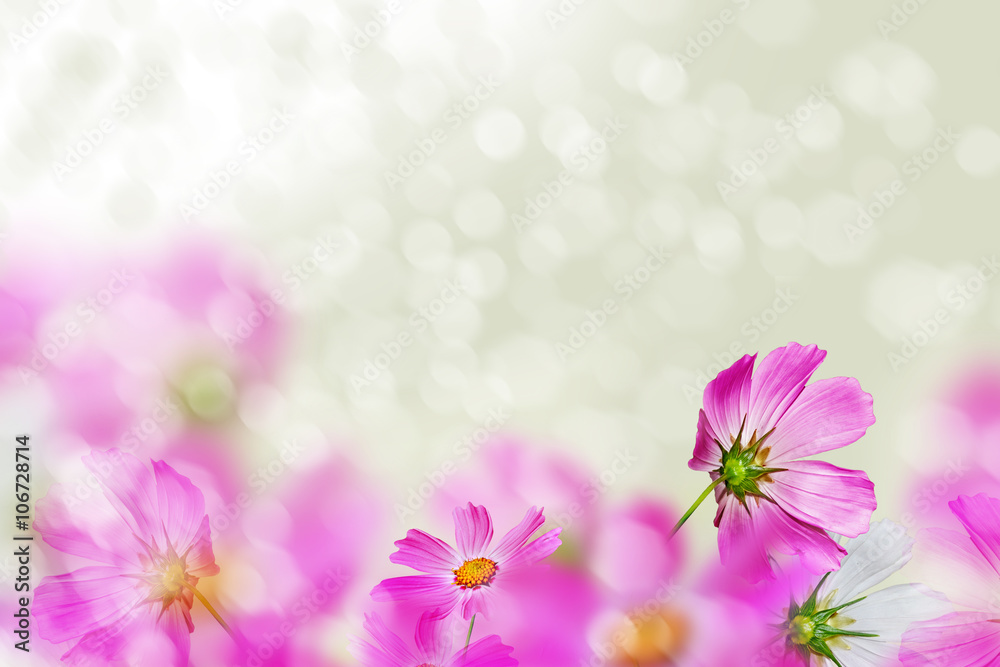 Pink and white cosmos flowers. Pink and white cosmos flowers.