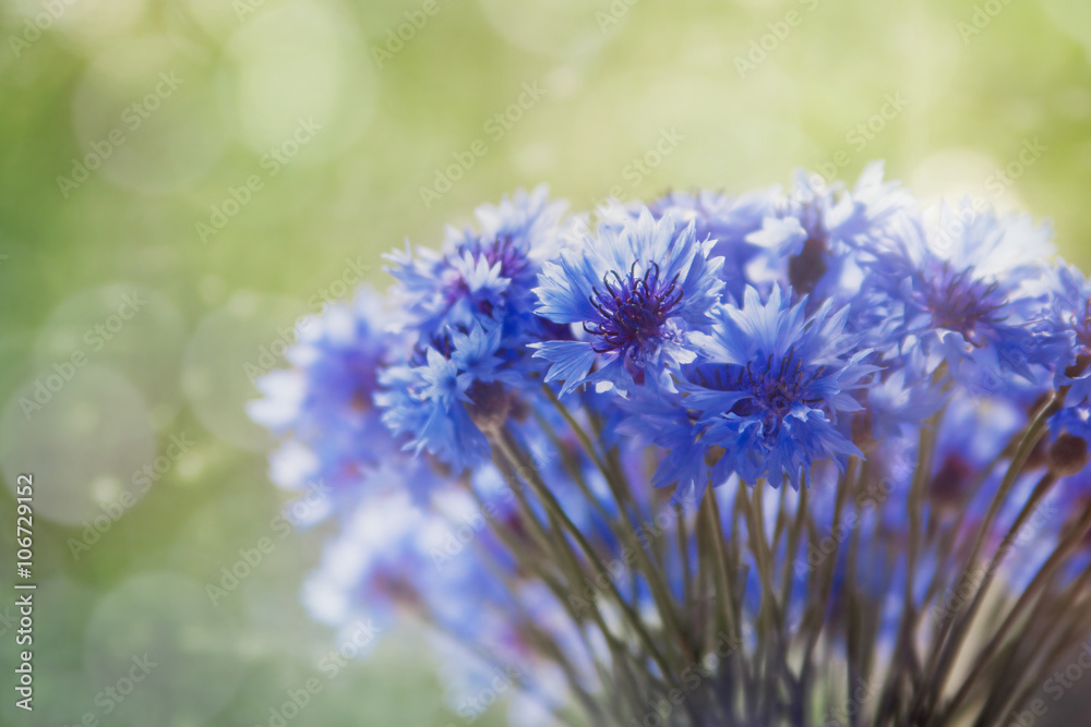 Beautiful bouquet of cornflowers Beautiful bouquet of cornflowers