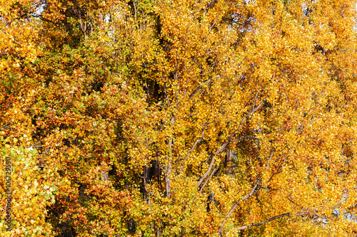 Herbstlaub von Pappeln und Eichen