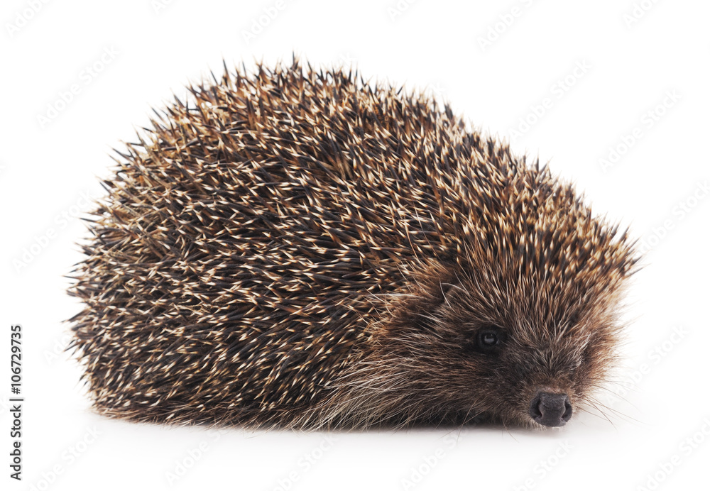 Prickly hedgehog.