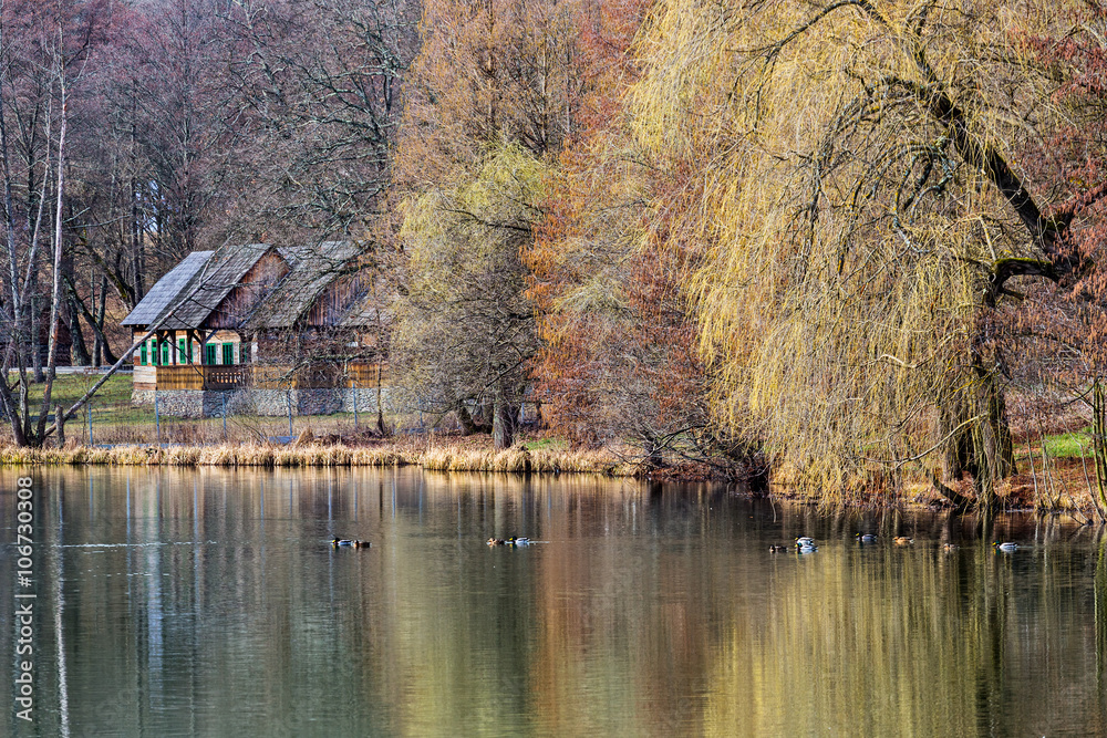 Fototapeta premium Wild ducks on the lake in the spring