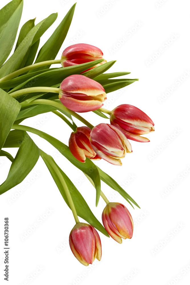 Fototapeta premium Bukiet z pięknych tulipanów na białym tle. Kilka świeżych czerwonych tulipanów na białym tle.
