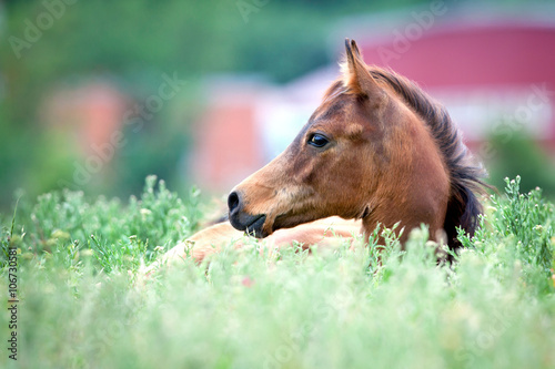 Fototapet Arabian foal lying in field in a grass