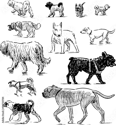 sketches of different dogs