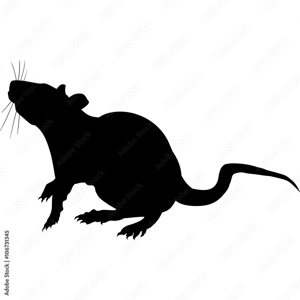 Silhouette of a rat