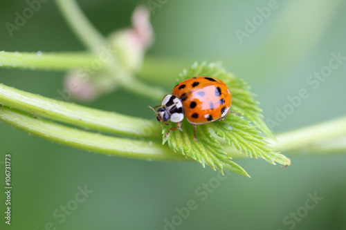 Asian ladybird  (Harmonia axyridis)