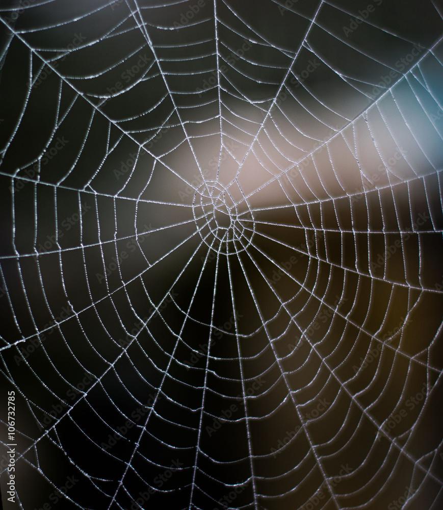 the spiderweb