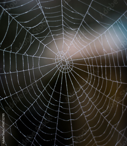the spiderweb