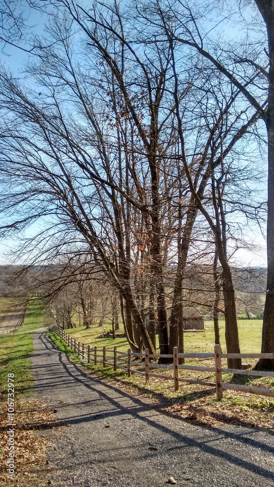 Empty tree lined road in countryside Empty tree lined road in countryside
