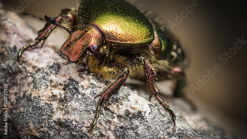 Japanese beetle sitting on stone.