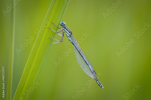 Beautiful cute dragonflyPlatycnemis pennipes - White-legged Damselfly