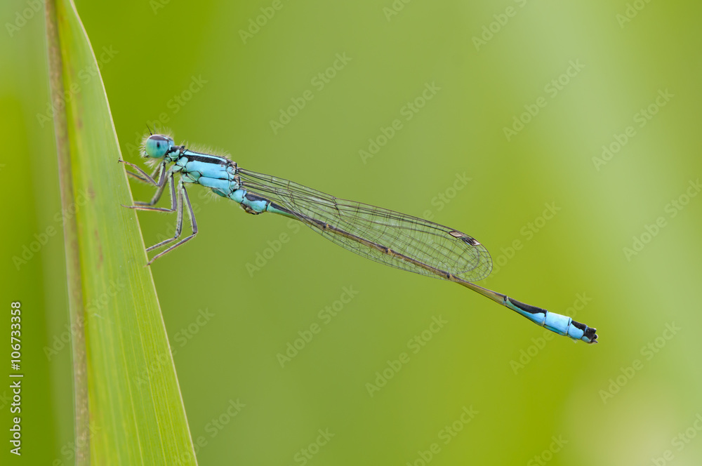 Beautiful cute dragonfly Ischnura elegans – Blue-tailed Damselfly Beautiful cute dragonfly Ischnura elegans – Blue-tailed Damselfly
