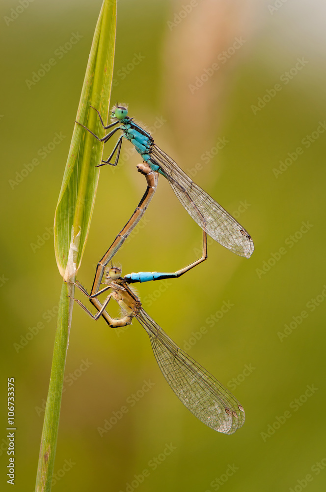 Beautiful cute dragonfly Ischnura elegans – Blue-tailed Damselfly