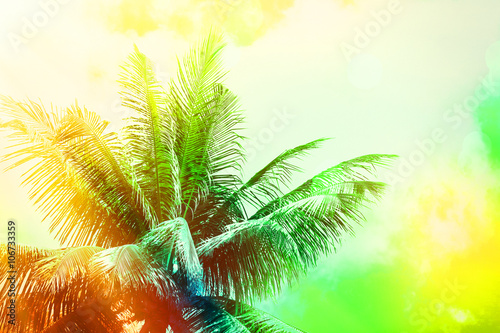 Beautiful background with palm leaves