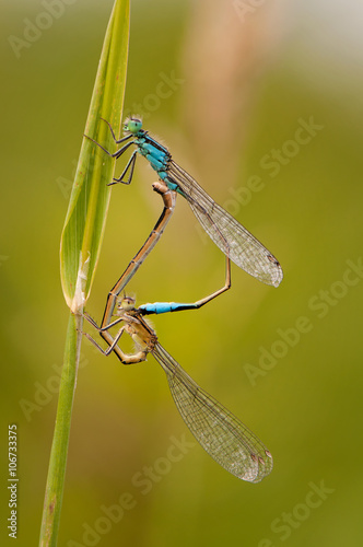 Beautiful cute dragonfly Ischnura elegans – Blue-tailed Damselfly © marekkijevsky