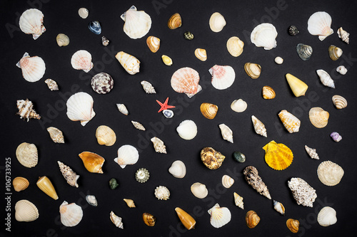 many little sea shells on black background
