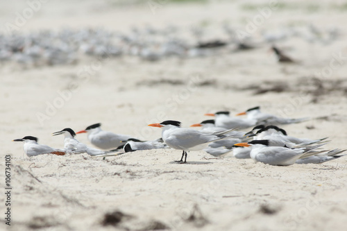 A group of Royal terns on a beach