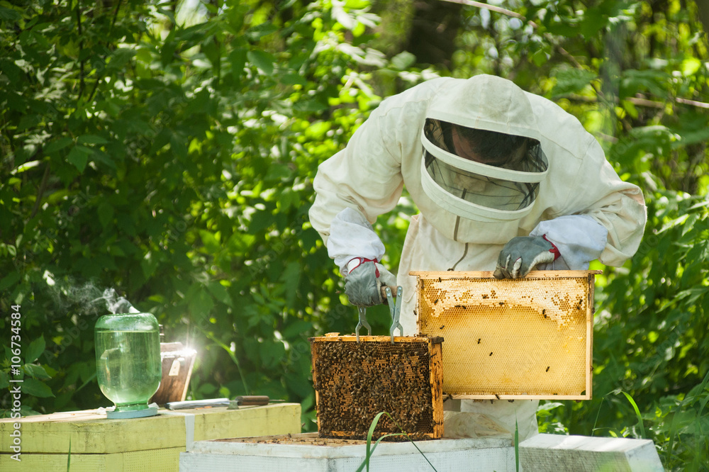 beekeeper with a honeycomb full of bees beekeeper with a honeycomb full of bees