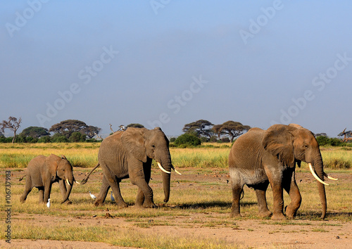 African elephants, Amboseli National Park, Kenya photo