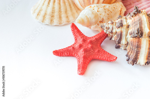 shells and starfish on white paper