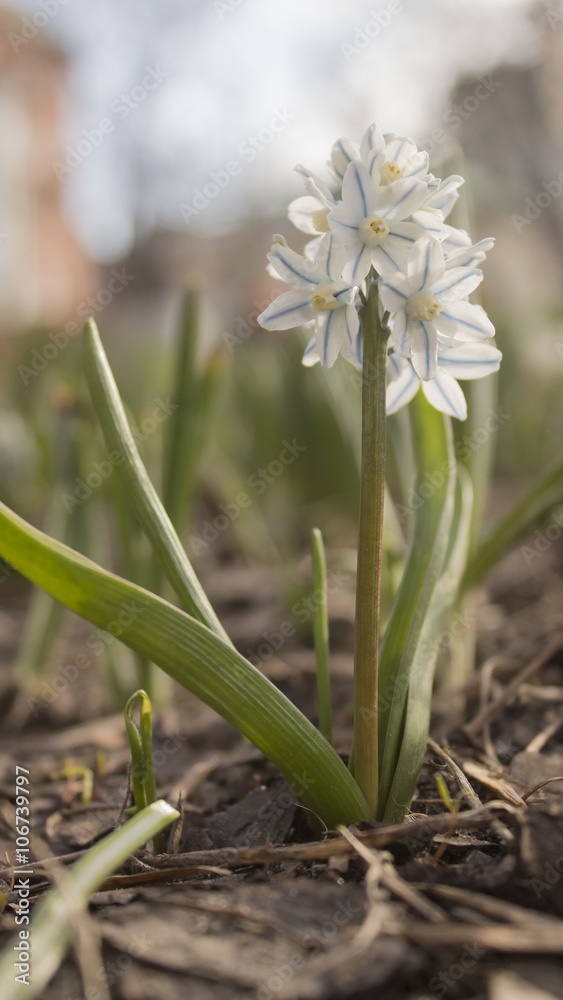 Obraz premium Magic carpet spring crocuses