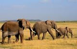 African elephants, Amboseli National Park, Kenya