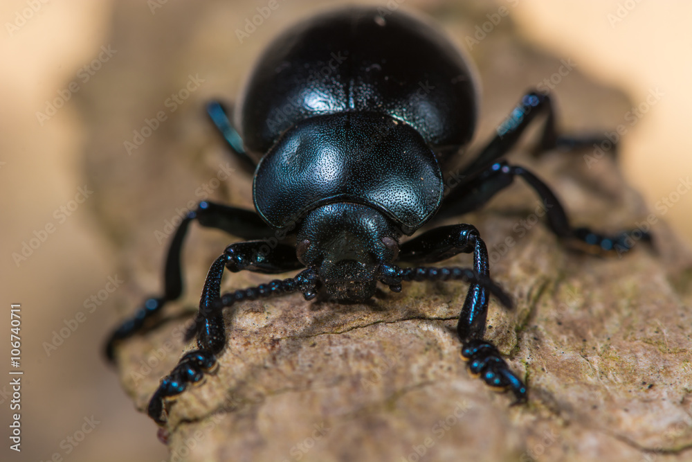 Bloody-nosed beetle (Timarcha tenebricosa) head on. A large flightless beetle in the family Chrysomelidae, the leaf and seed beetles, found commonly around bedstraws (Galium sp.) Bloody-nosed beetle (Timarcha tenebricosa) head on. A large flightless beetle in the family Chrysomelidae, the leaf and seed beetles, found commonly around bedstraws (Galium sp.)