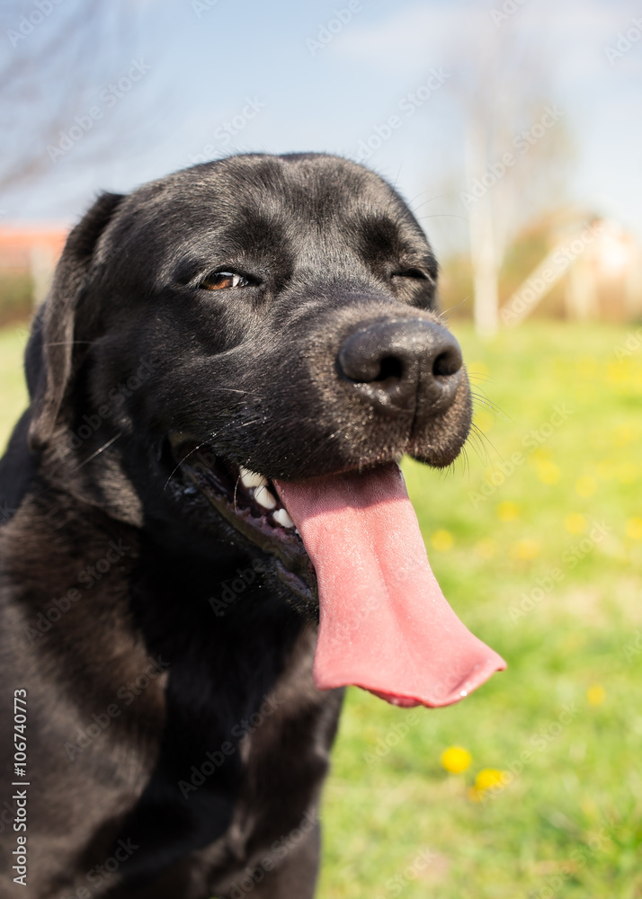 Dog winking at you - Labrador retriever Dog winking at you - Labrador retriever