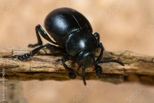 Bloody-nosed beetle (Timarcha tenebricosa). A large flightless beetle in the family Chrysomelidae, the leaf and seed beetles, found commonly around bedstraws (Galium sp.)