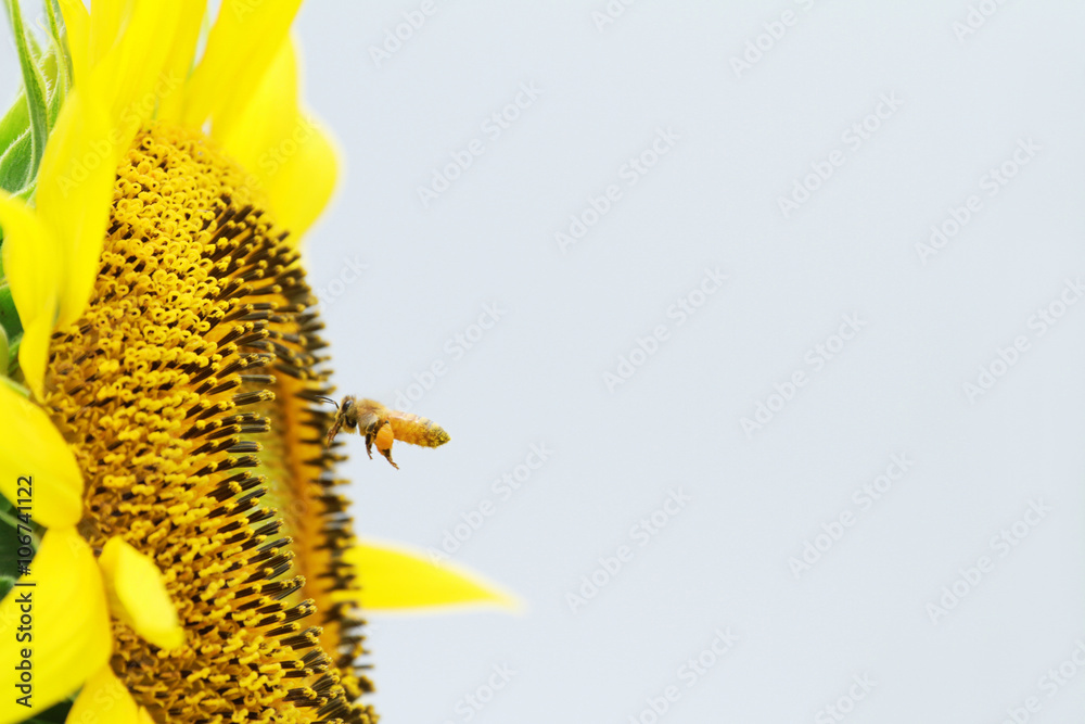 花粉玉を抱えた蜜蜂stock Photo Adobe Stock