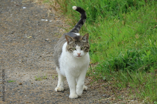Fototapeta Naklejka Na Ścianę i Meble -  ねこ　　油津港