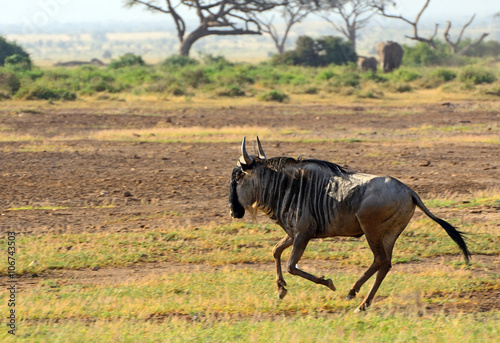 Fototapeta Naklejka Na Ścianę i Meble -  Blue wildebeest, Amboseli National Park, Kenya