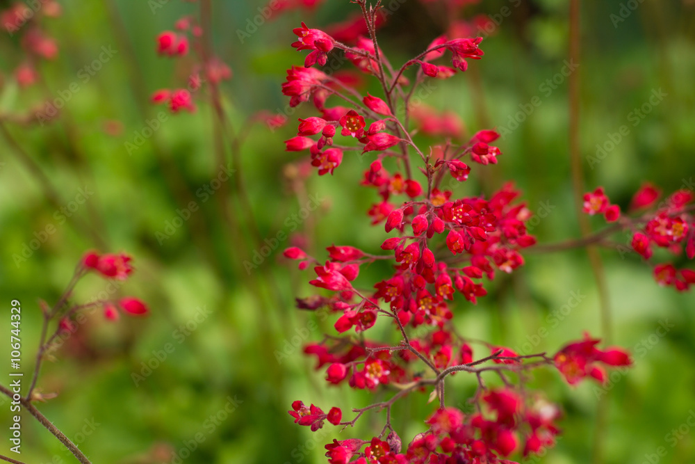 Little Red Flowers, Alumroot Little Red Flowers, Alumroot