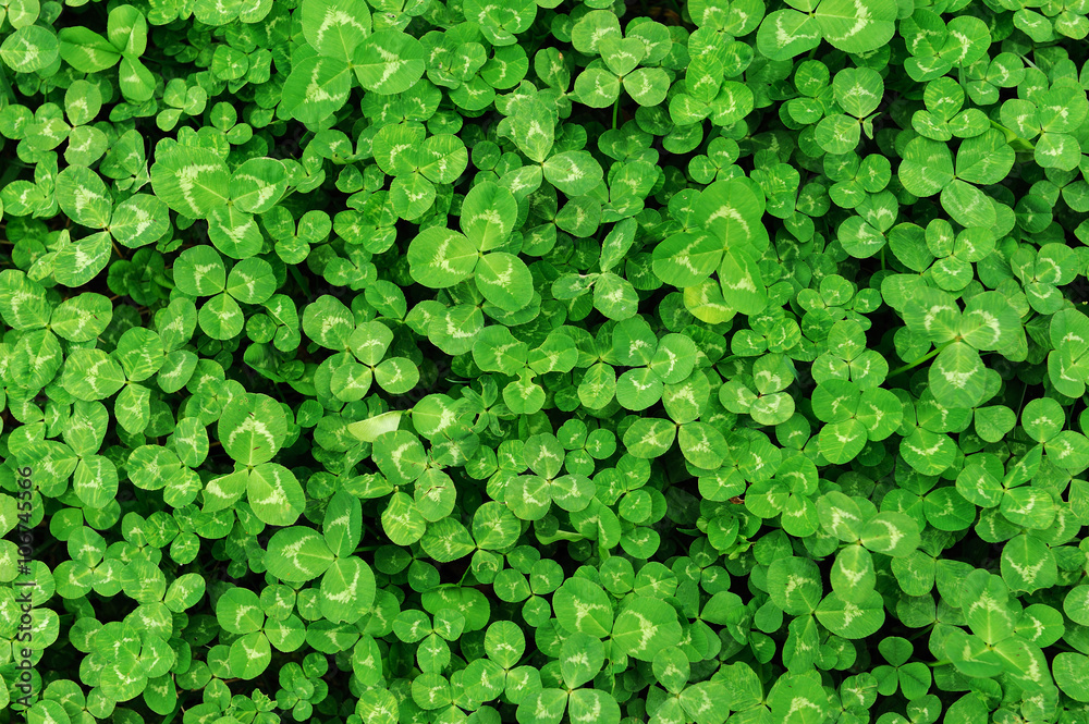 Obraz premium green clover background