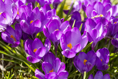 Fototapeta Naklejka Na Ścianę i Meble -  first spring flowers snowdrops