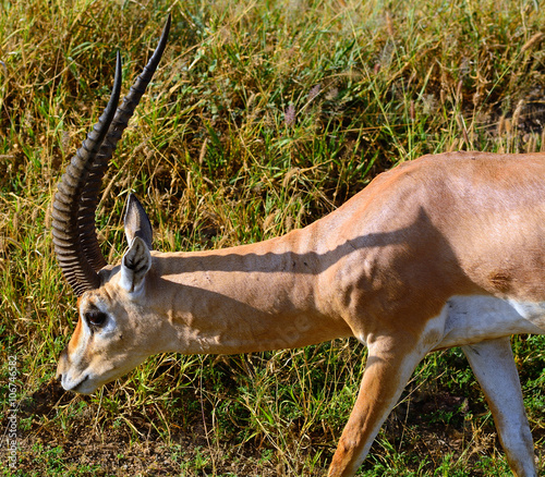 Grant-gazelle  Amboseli National Park  Kenya