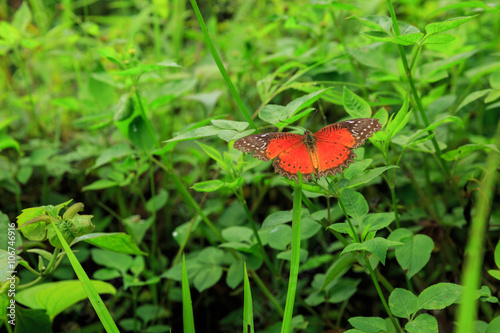 Danaidae, monarch butterfly with flower at park ,garden ,forest